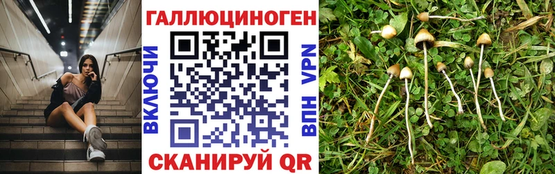 купить наркотик  Гусиноозёрск  Галлюциногенные грибы Magic Shrooms 